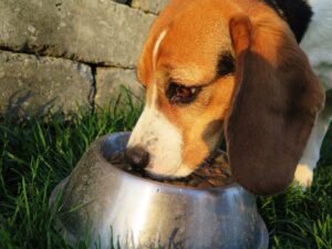 引っ越しをしてから犬がご飯を食べない。ストレスによる食欲減退は急がないで!