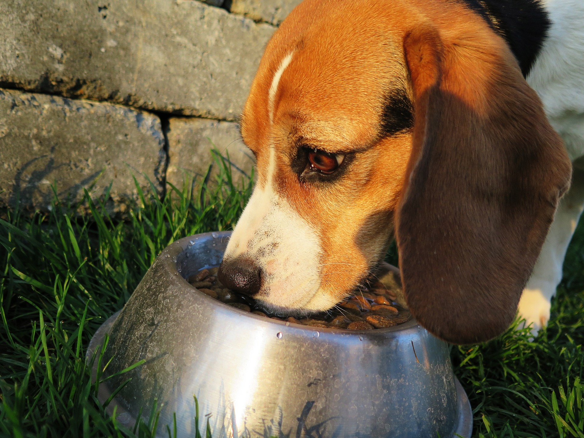 引っ越しをしてから犬がご飯を食べない。ストレスによる食欲減退は急がないで！