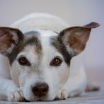 犬の耳が汚い・臭い。ケアだけで治らない場合は病気かも。