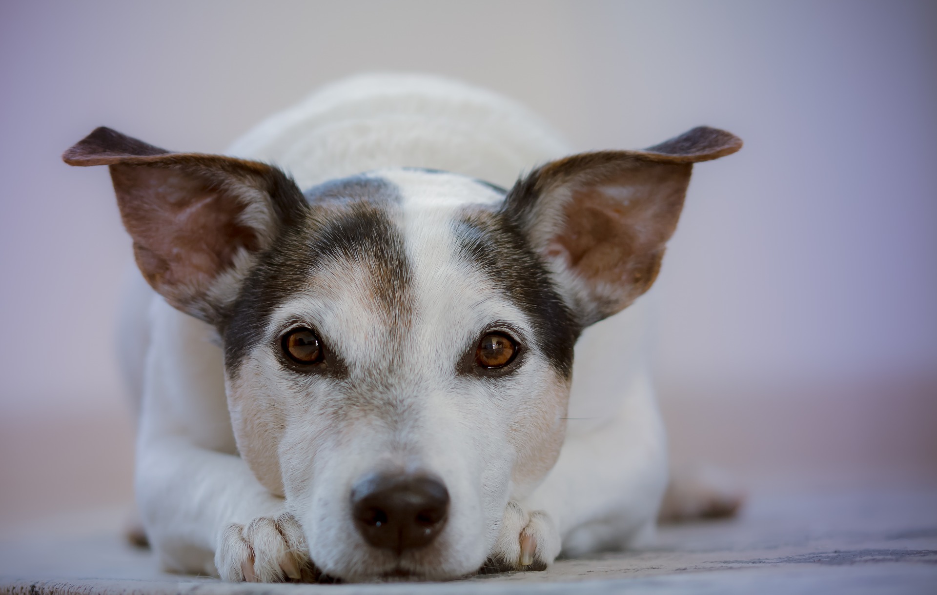 犬の耳が汚い・臭い。ケアだけで治らない場合は病気かも。