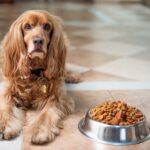 愛犬に手作りごはんを作ってあげたい