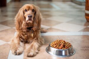 愛犬に手作りごはんを作ってあげたい