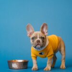 犬の手作りご飯って身体にいいの?与えてはいけないものは?おすすめメニューもご紹介!!