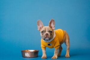 犬の手作りご飯って身体にいいの?与えてはいけないものは?おすすめメニューもご紹介!!