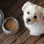 アレルギー持ちの犬にオススメのドッグフードとは? 症状や対処法は?