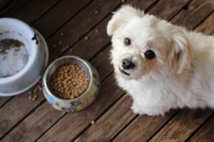 アレルギー持ちの犬にオススメのドッグフードとは? 症状や対処法は?