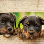 子犬の餌の量はどれくらい? 頻度や時間、与えてはいけないものって? オススメの子犬用ドッグフードや選び方は?