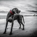 犬は階段がニガテ!!犬の骨格について。