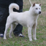 犬(オス)の去勢手術について