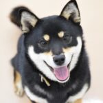 柴犬のかわいい画像で癒される! おすすめ画像9選をご紹介