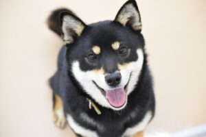 柴犬のかわいい画像で癒される! おすすめ画像9選をご紹介
