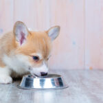 仔犬に与えるべきご飯の量や時間帯・3つの注意点について解説!