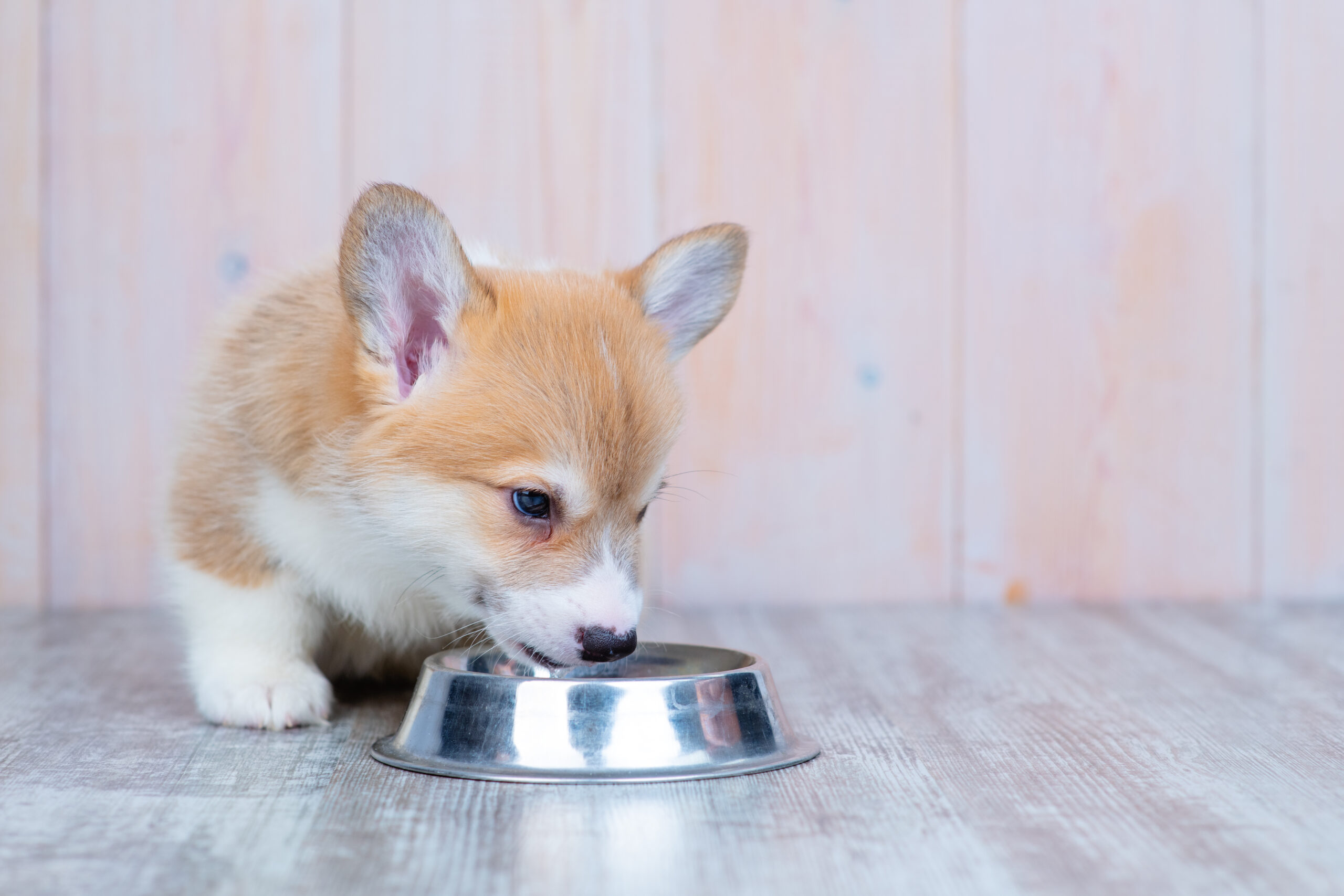 仔犬に与えるべきご飯の量や時間帯・3つの注意点について解説！