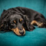 成犬になってからのトイレトレーニング