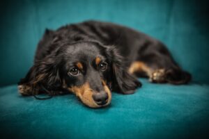 成犬になってからのトイレトレーニング