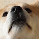 柴犬にオススメの餌と選び方