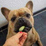 犬のご飯を手作りしてみませんか? オススメ食材と注意点