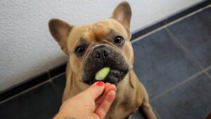 犬のご飯を手作りしてみませんか? オススメ食材と注意点