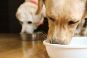 【老犬ドッグフード】老犬に必要なご飯は?