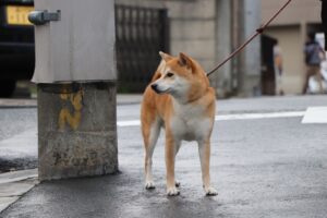 柴犬のしつけは難しい!?