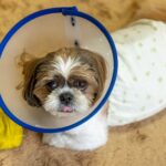 犬の避妊手術後の散歩や食事などの生活で注意するべきことは?