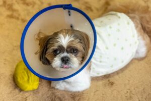 犬の避妊手術後の散歩や食事などの生活で注意するべきことは?