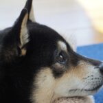 犬の耳垢が黒い!? 原因と対処法