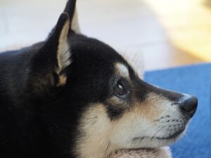 犬の耳垢が黒い!? 原因と対処法