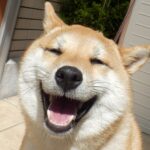 犬が耳を後ろに倒す理由と気持ち・対処法について徹底解説!