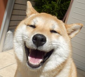犬が耳を後ろに倒す理由と気持ち・対処法について徹底解説!