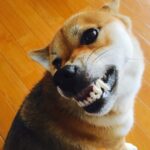 【柴犬】餌皿を触ると怒るのはなぜ? 原因と3つの対策をご紹介