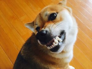 【柴犬】餌皿を触ると怒るのはなぜ? 原因と3つの対策をご紹介