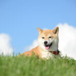 柴犬のご飯の量と回数が知りたい! 仔犬~シニア期を年齢別に解説
