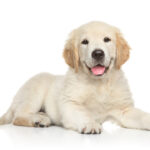 愛犬の去勢後の心配事。睾丸や陰嚢(玉袋)はどうなるの?