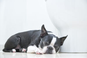 室内犬のトイレの選び方、しつけの仕方について徹底解説!
