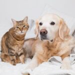 犬も猫も大好き! 犬猫同居で失敗しないための5つのコツ