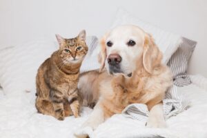 犬も猫も大好き！ 犬猫同居で失敗しないための5つのコツ