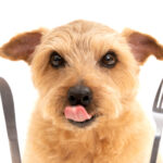 犬に与えるべき餌の量は? 愛犬に最適な餌の量について徹底解説!