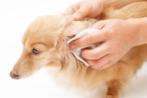 犬の耳だれは病気のサイン? 対処法についても徹底解説!