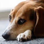 犬が耳をかくのは病気? 考えられる3つの原因と解消法をご紹介
