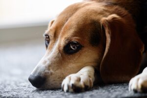 犬が耳をかくのは病気? 考えられる3つの原因と解消法をご紹介