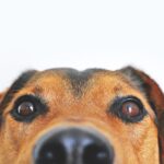 犬のトイレにオススメの場所! メリットとデメリットも紹介