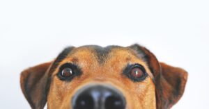 犬のトイレにオススメの場所! メリットとデメリットも紹介