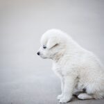 子犬がトイレを覚えない【トレーニングは簡潔に!】