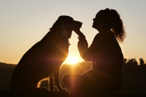 成犬のトイレトレーニングのやり方