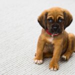 女の子の犬の名前ランキング|付け方や注意点も紹介します