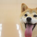 成犬のトイレのしつけ。大きくなってからでも大丈夫!