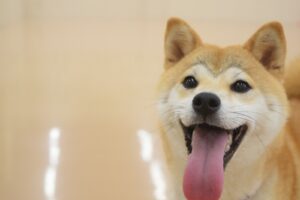 成犬のトイレのしつけ。大きくなってからでも大丈夫！