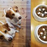 【鹿肉ドックフードは安全?】鹿肉ドックフードが選ばれる理由と選び方