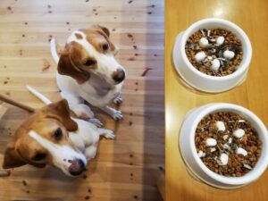 【鹿肉ドックフードは安全？】鹿肉ドックフードが選ばれる理由と選び方